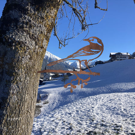 Bachstelze am Baum in Winterlandschaft